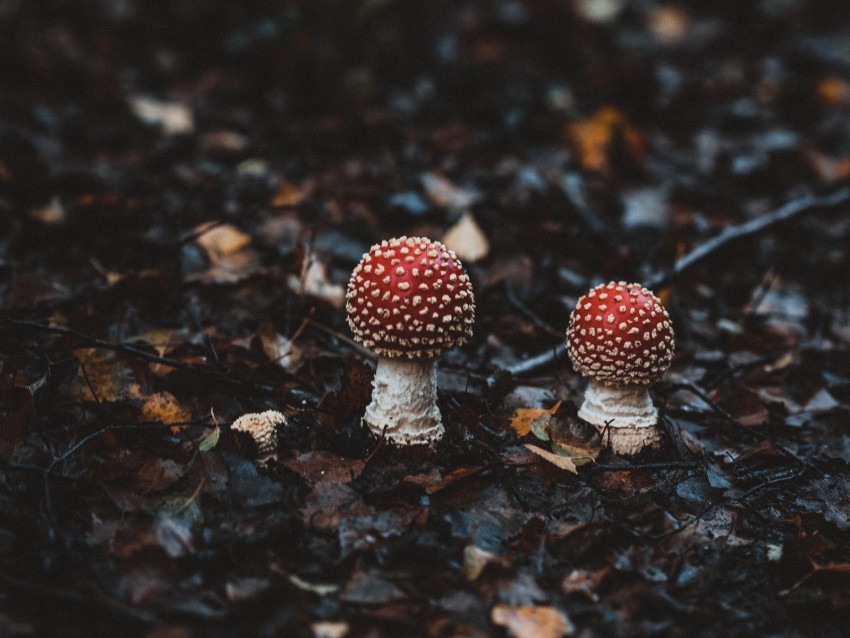 amanitas, mushrooms, autumn, forest, foliage, blur