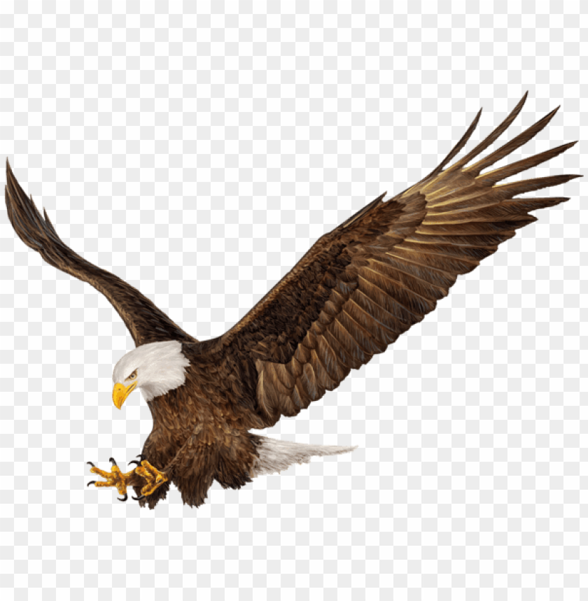 Download american eagle png images background | TOPpng