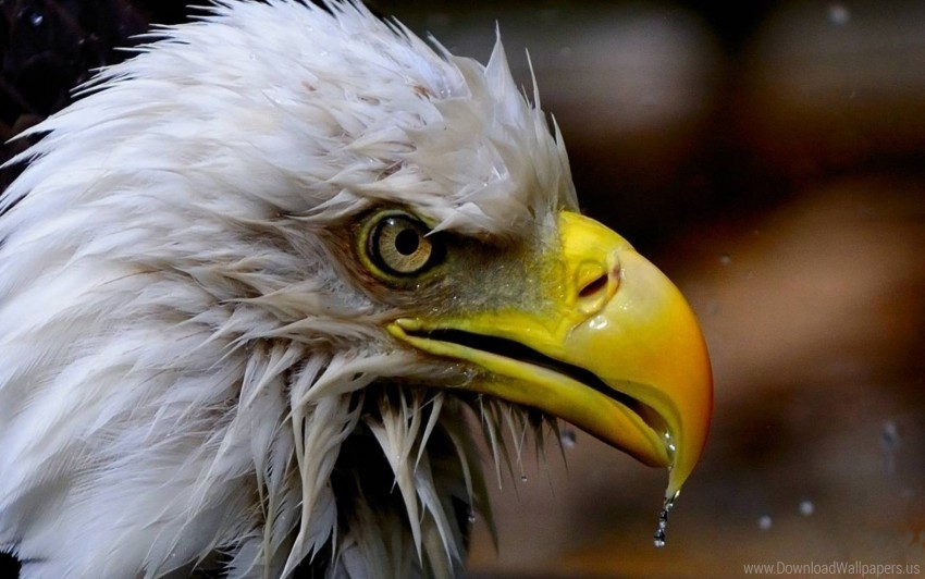 American Eagle Bald Bird Wallpaper Background Best Stock Photos Toppng