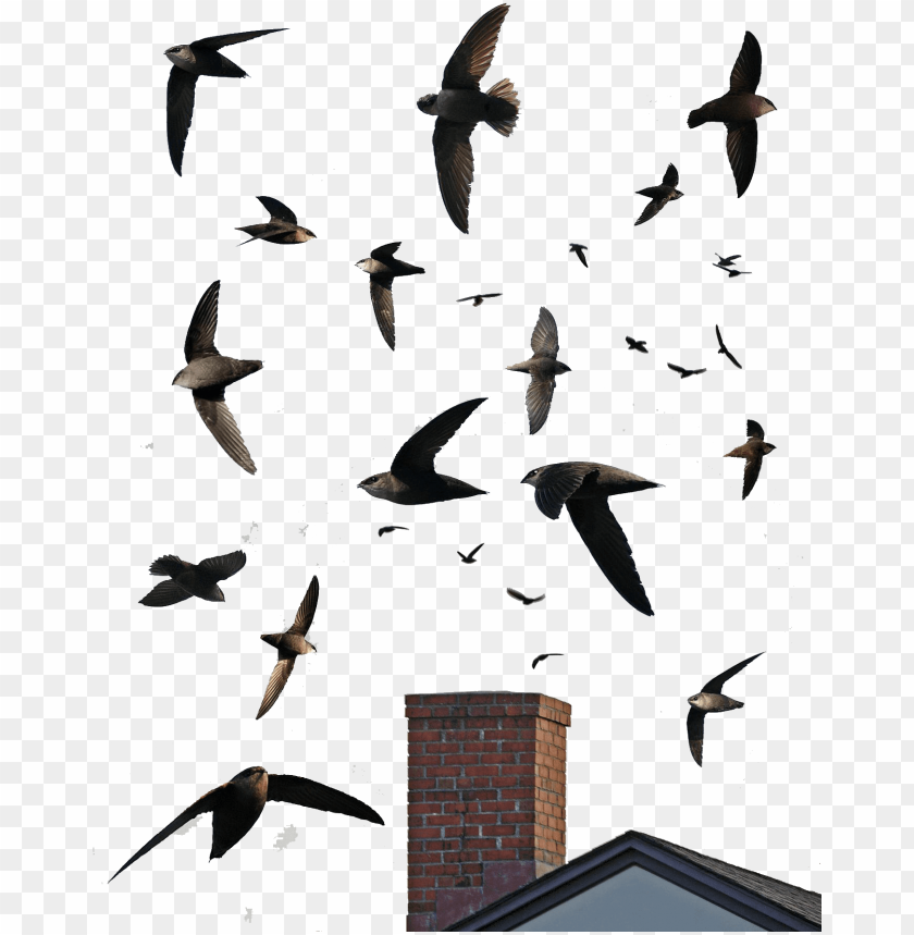 native, swallow, chimney sweep, speed, background, fast, sweep