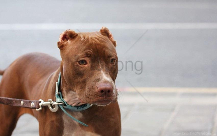 american pitbull collar dog leash muzzle wallpaper background best stock photos - Image ID 160248