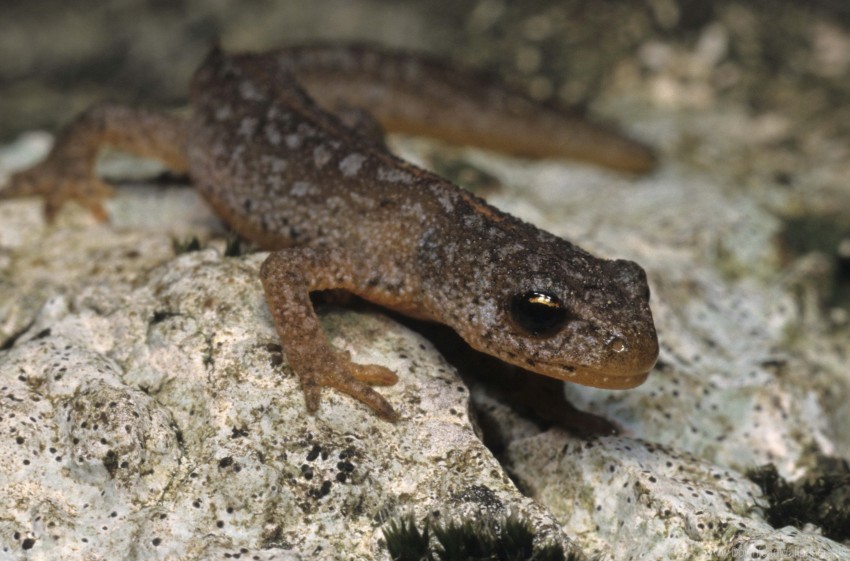 amphibian newt stone wallpaper background best stock photos - Image ID 160576