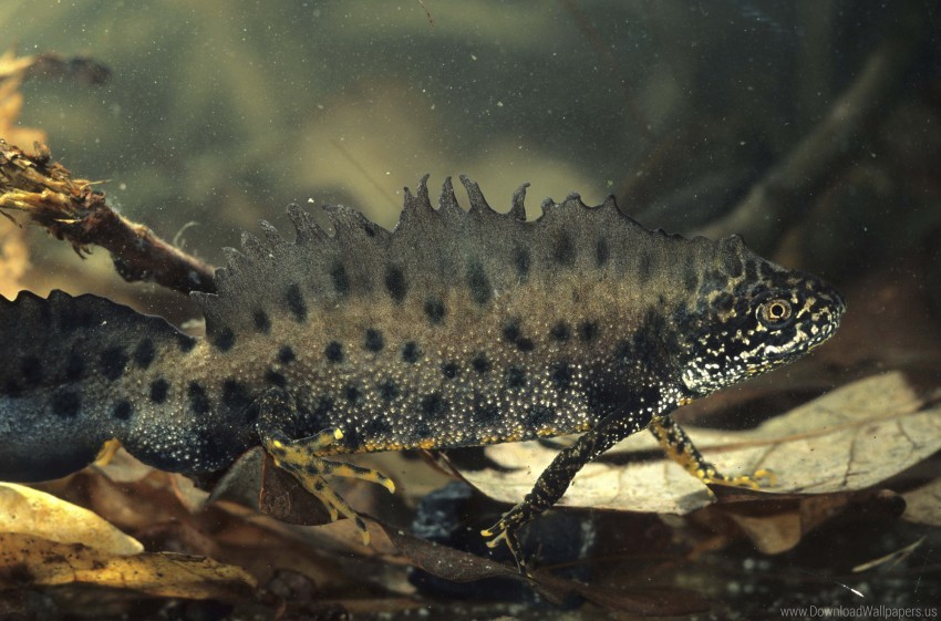 amphibian unusual water wallpaper background best stock photos - Image ID 160541