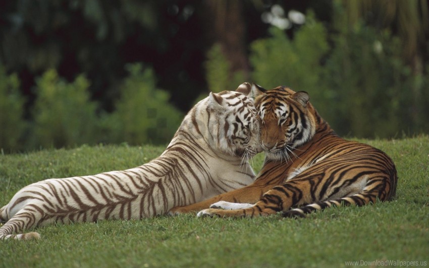 Amur Caring Couple Tiger White Wallpaper Background Best Stock Photos
