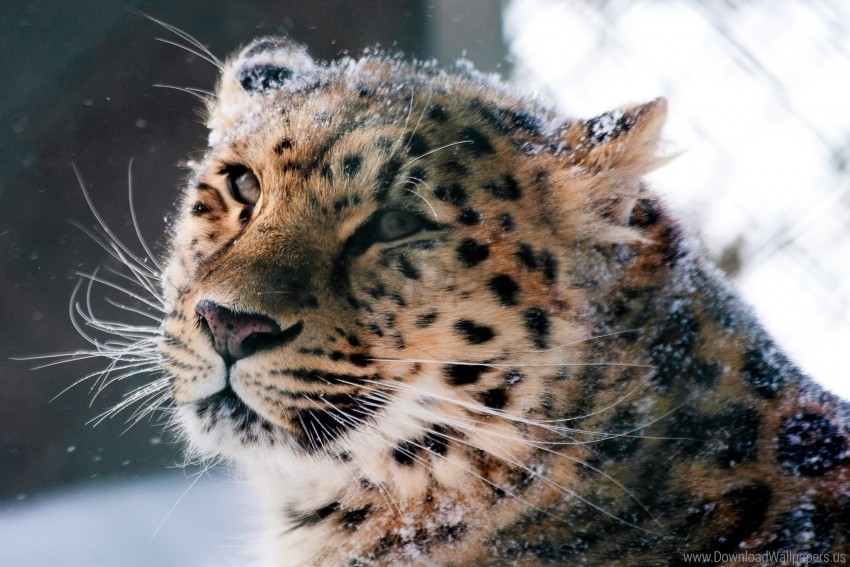 amur leopard, leopard, muzzle, snow, wild cat wallpaper background best stock photos@toppng.com