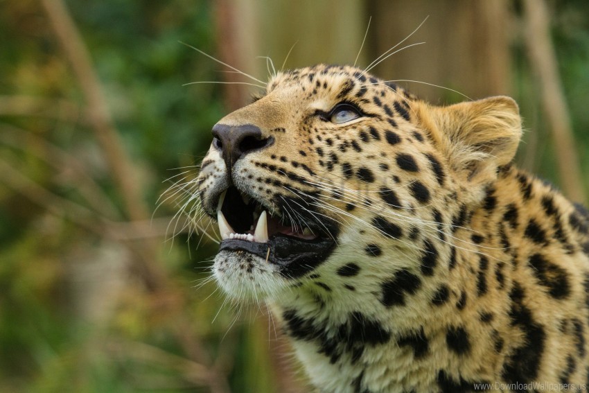 free PNG amur leopard, leopard, predator, snout, teeth wallpaper background best stock photos PNG images transparent