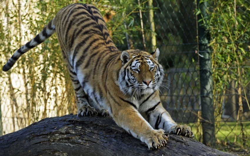 Amur Tiger Big Cat Predator Tiger Wallpaper Background Best Stock Photos