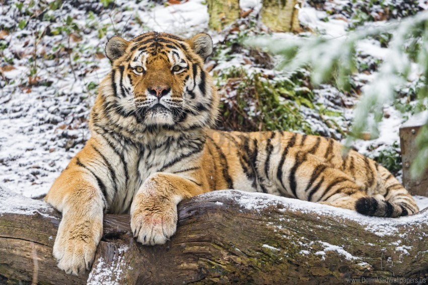 Amur Tiger Big Cat Predator Wallpaper Background Best Stock Photos