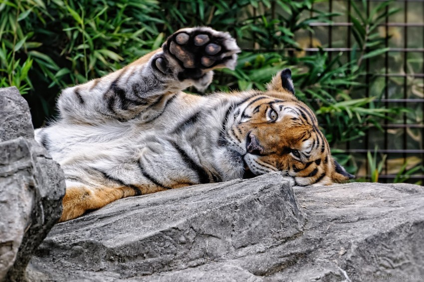 Amur Tiger Face Paw Predator Wallpaper Background Best Stock Photos