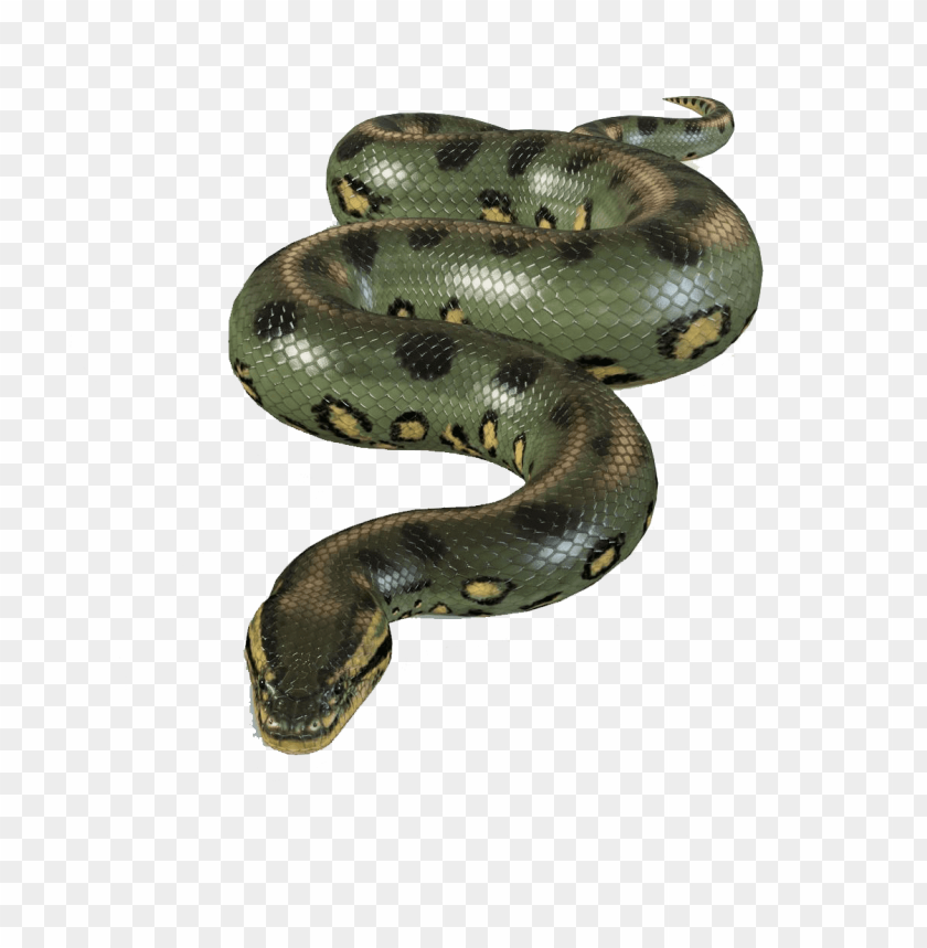 anaconda,animals