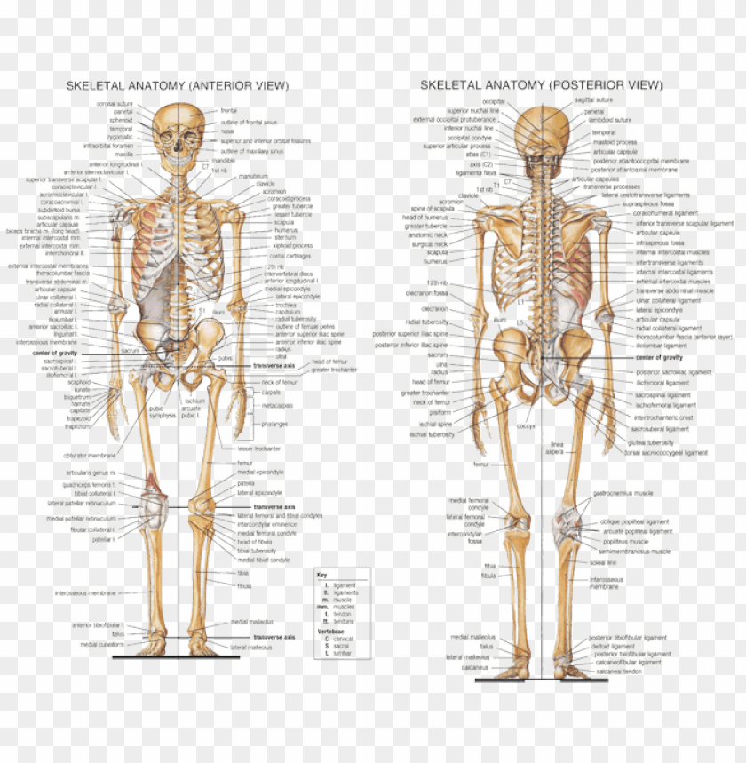 Free Download HD PNG Anatomy Axial Skeleton Human Skeleton All Bones 