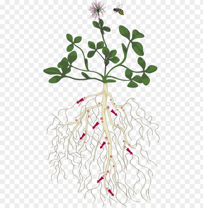 free PNG anatomy of a fixation plant - clover plant root PNG image with transparent background PNG images transparent