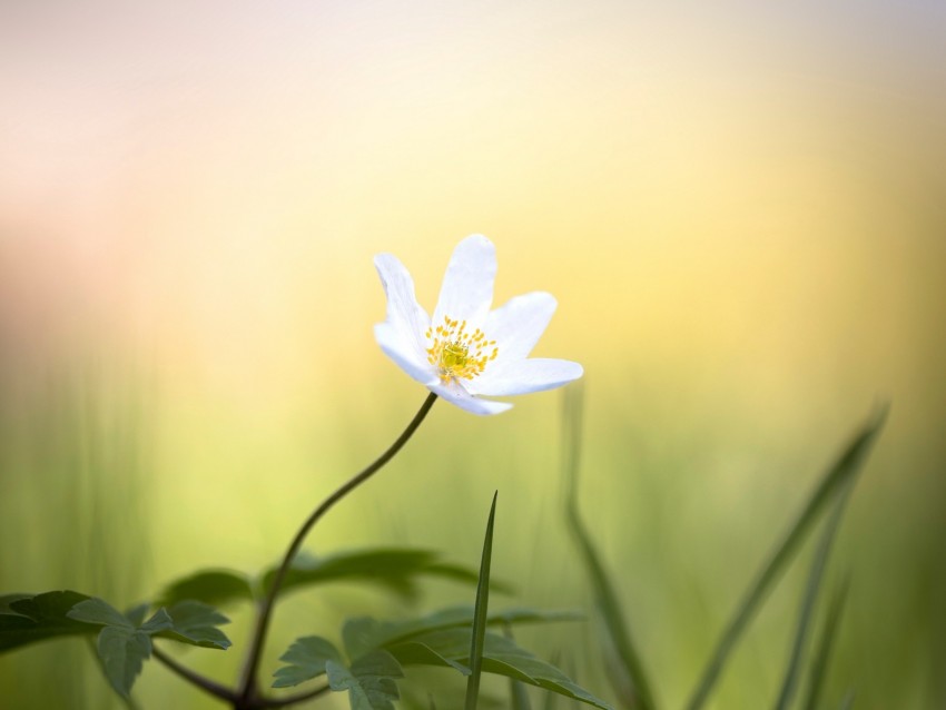 anemone, flower, white, small, grass