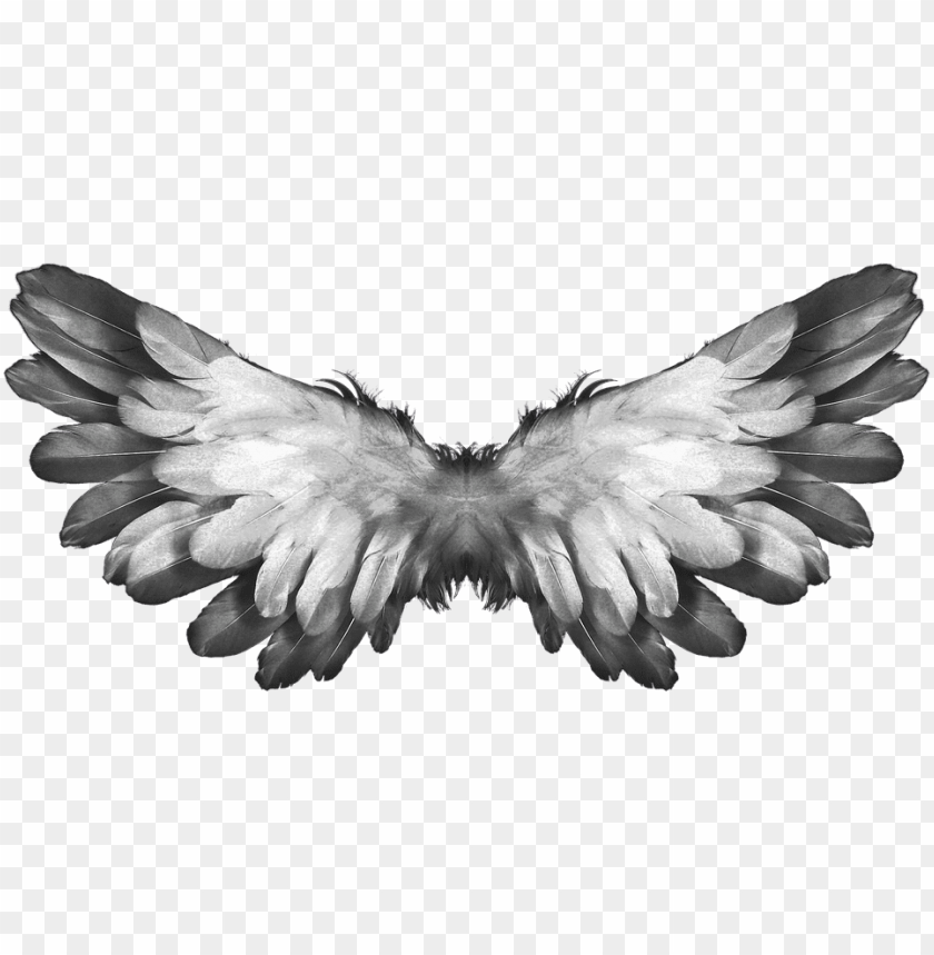 angel wings feathers PNG image with transparent background | TOPpng