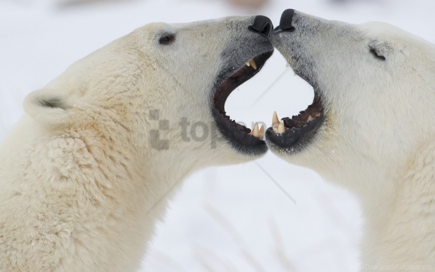 Anger Couple Playful Polar Bears Wallpaper Background Best Stock Photos