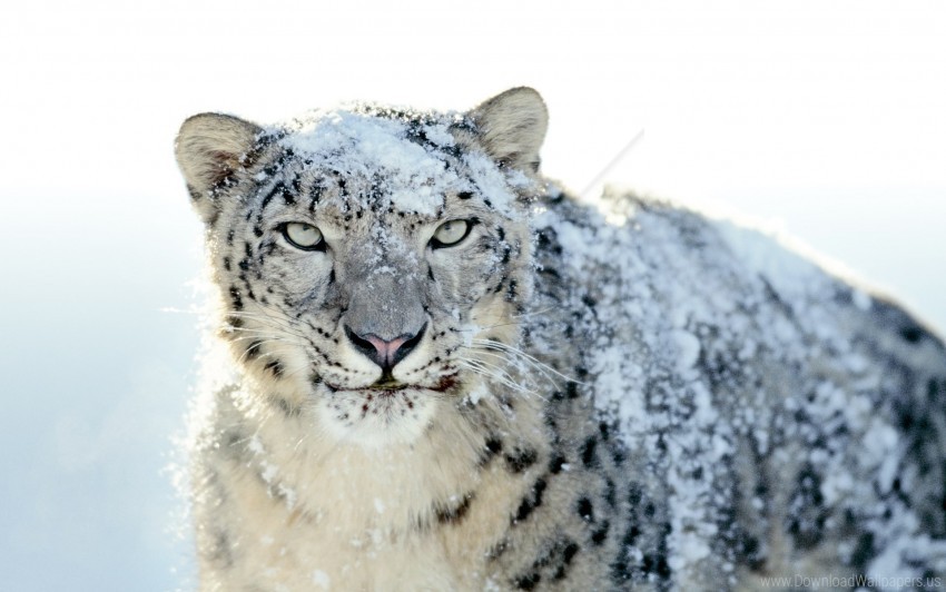 free PNG anger, face, look, powdered, snow, snow leopard wallpaper background best stock photos PNG images transparent