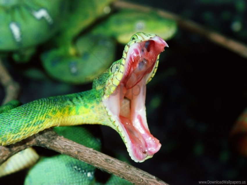 anger mouth snake wallpaper background best stock photos - Image ID 160561