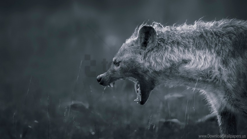 free PNG angry, bw, hyena, mouth, teeth, teeth wallpaper background best stock photos PNG images transparent
