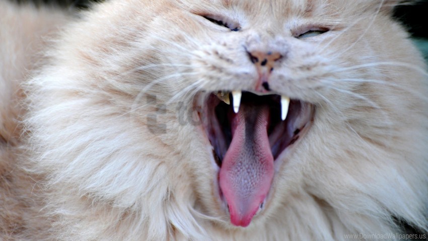 Angry Cat Face Furry Yawn Wallpaper Background Best Stock Photos