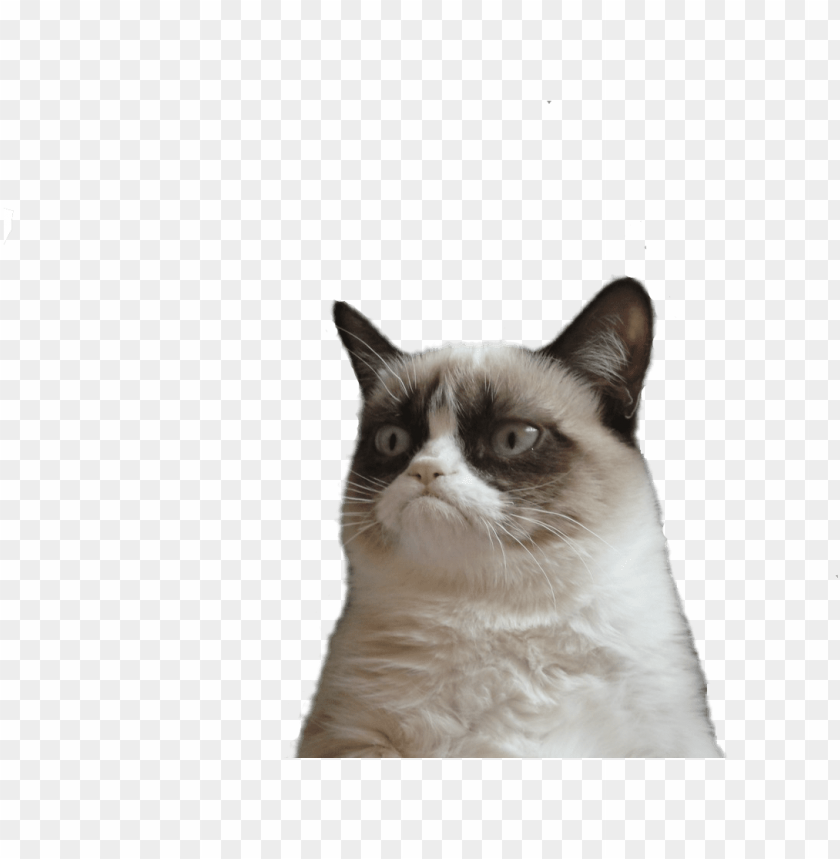 free PNG angry cat png picture - grumpy cat face PNG image with transparent background PNG images transparent