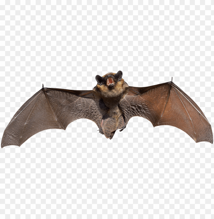 animals, bats, angry grey bat, 
