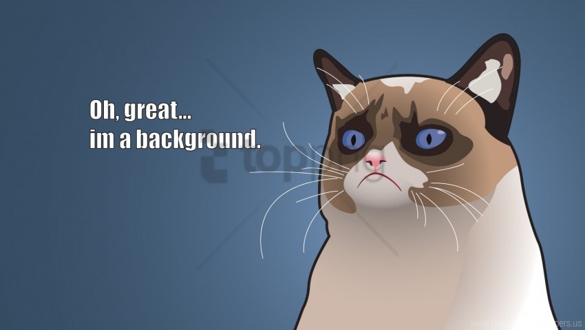 free PNG angry kitty, art, grumpy cat, tardar sauce wallpaper background best stock photos PNG images transparent