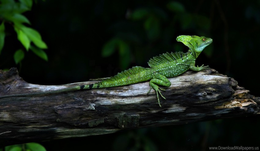 animal basiliscus basilisk lizard green reptile the branch wallpaper background best stock photos - Image ID 162195