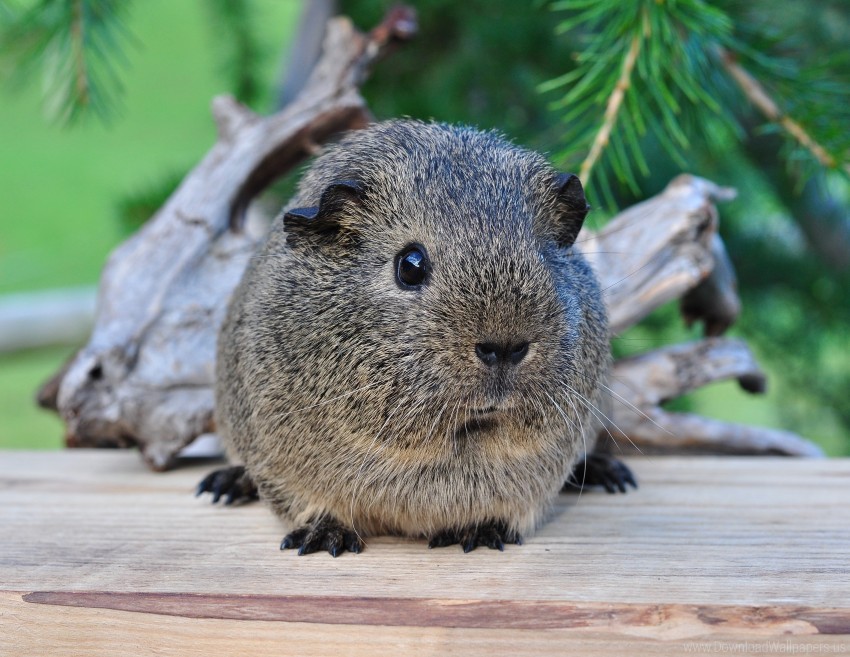 Animal Beautiful Guinea Pig Rodent Wallpaper Background Best Stock Photos