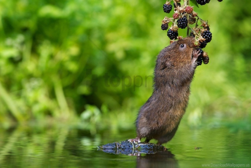 Animal Berry Blackberry Water Water Rat Water Vole Wallpaper Background Best Stock Photos