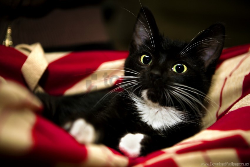 animal black blanket cat kitten paw pet red sweet white wallpaper background best stock photos - Image ID 161930