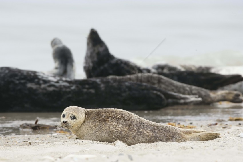animal blur fur seal sand wallpaper background best stock photos - Image ID 160564