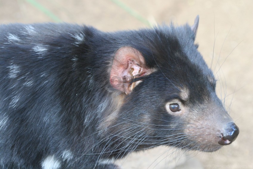 Animal Blurring Face Hair Nose Tasmanian Devil Wallpaper - devil tux roblox