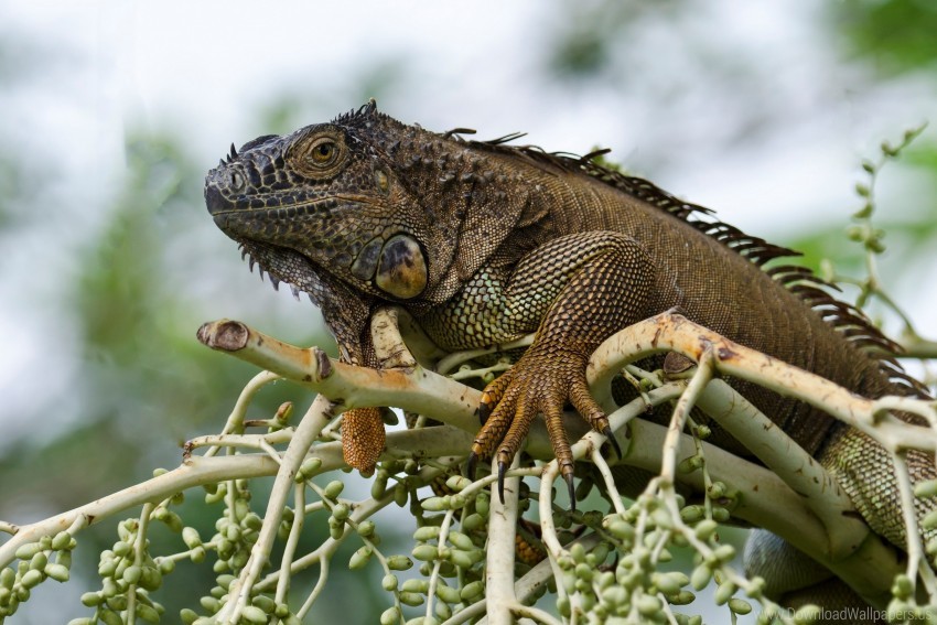 animal branch eukaryotes iguana reptiles wallpaper background best stock photos - Image ID 160025