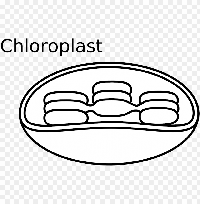 Animal Cell Diagram Unlabeled Chloroplast Black And White Png Image With Transparent Background Toppng