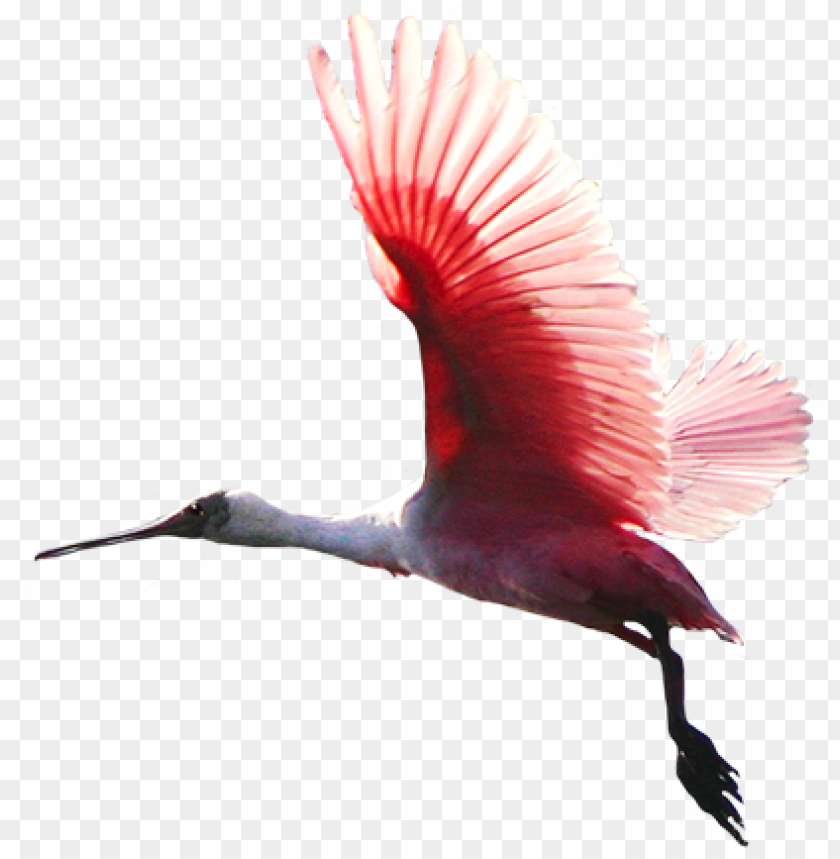 Animal Clip Art Red Bird Flying Png Image With Transparent Background Toppng