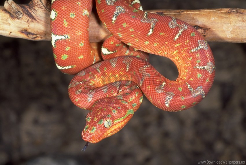 snake, red snake, green patterns, nature, wildlife, reptile, animal