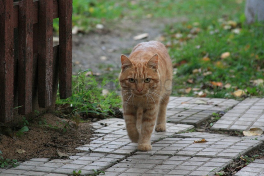animal eyes cat cat red village walk wallpaper background best stock photos - Image ID 162140