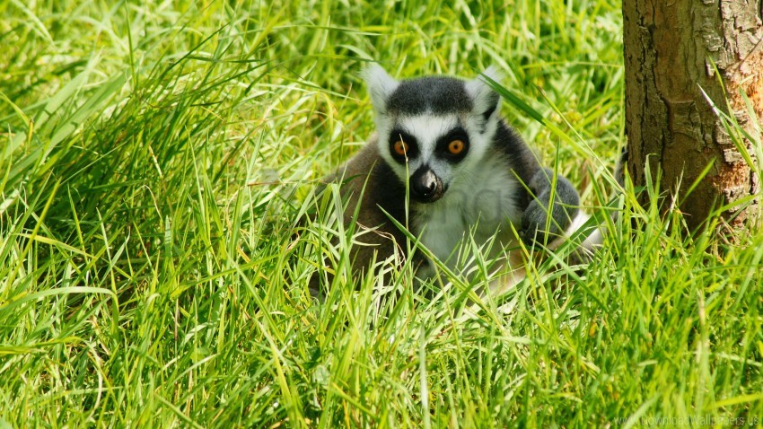 Animal Grass Lemur Shadow Wallpaper Background Best Stock Photos