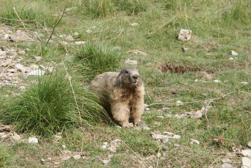 animal grass marmot walking wallpaper background best stock photos - Image ID 160175