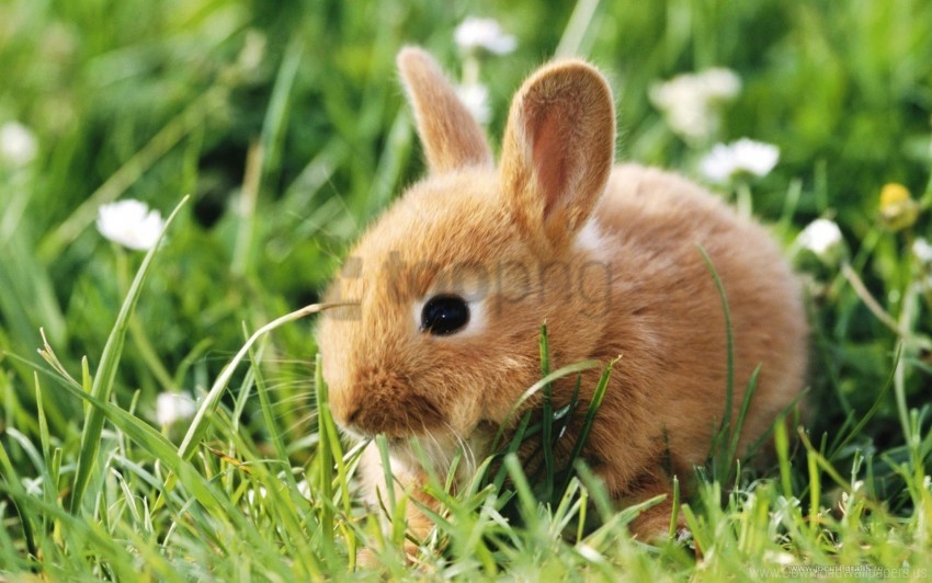 animal grass rabbit wallpaper background best stock photos - Image ID 157224