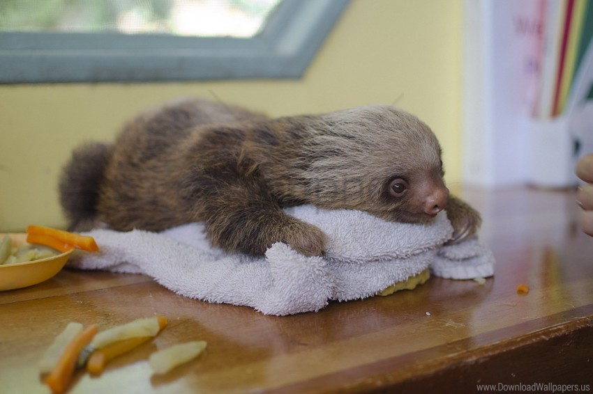 Animal Lying Sloth Towel Wallpaper Background Best Stock Photos Toppng - zombie shoulder sloth roblox png image with transparent