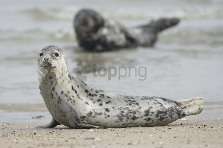 animal mammal motion blur seal wallpaper background best stock photos - Image ID 160574