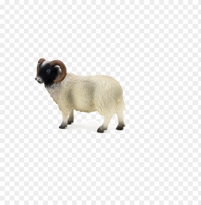 animal planet black faced sheep (ram) PNG image with transparent background  | TOPpng