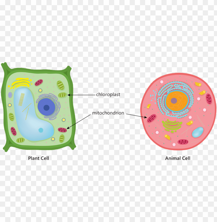 animal plant cell mitochondria chloroplast respiration - animal cell  diagram centrioles PNG image with transparent background | TOPpng