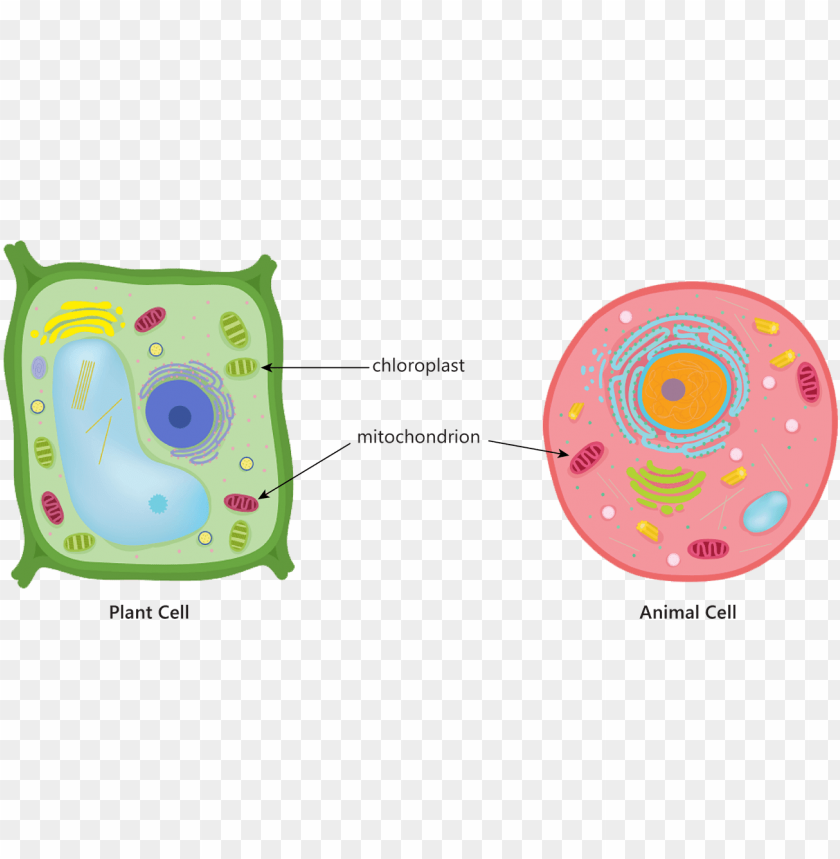 Animal Plant Cell Mitochondria Chloroplast Respiration - Animal Cell Diagram Centrioles PNG Transparent Background