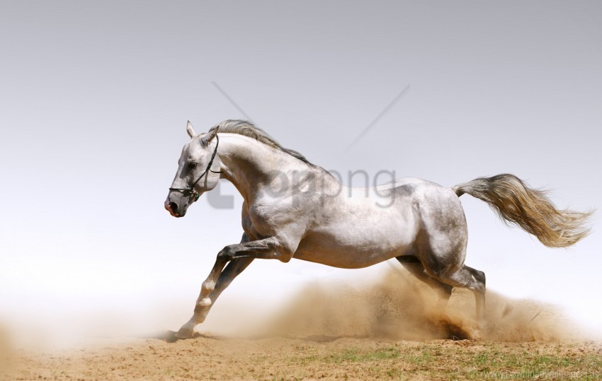 free PNG animals, animals, dust, dust, horses, horses, horses, sand wallpaper background best stock photos PNG images transparent