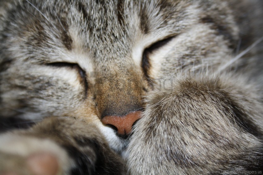 animals cat macro wallpaper background best stock photos - Image ID 162150