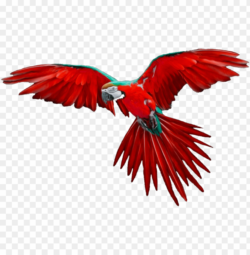 Red Macaw In Flight PNG Transparent With Clear Background ID 225899