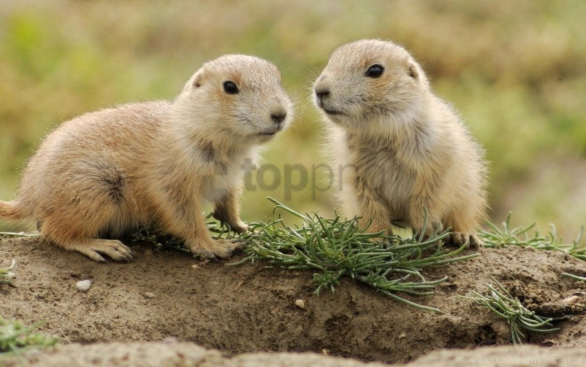 Animals Couple Grass Small Walk Wallpaper Background Best Stock Photos ...