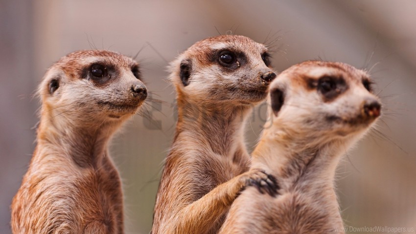 animals, family, meerkats, three wallpaper background best stock photos |  TOPpng
